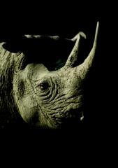 Rhino Rescue_2.pdf